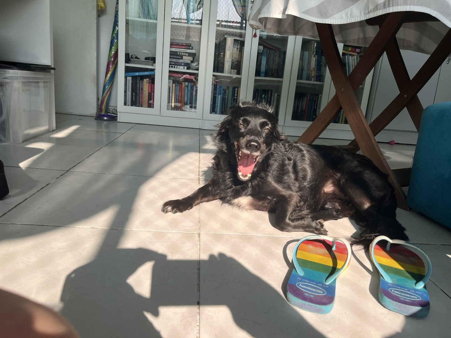Foto de uma cachorra preta deitada no chão com o rosto voltado para a câmera de boca aberta bocejando e olhos semi cerrados por causa da luz solar sépia que vem de trás do fotógrafo. O chão de porcelanato também está com uma tonalidade sépia. Em frente à cachorra um par de havaianas com as cores da bandeira lgbtqiapn+ Acima da cachorra tem uma mesa circular de madeira com uma toalha de mesa com listras cinza e brancas. À direita da foto um pufe azul celeste, à esquerda a sombra das mãos e do celular tirando a foto e ao fundo estantes de livros com portas de vidro transparente.