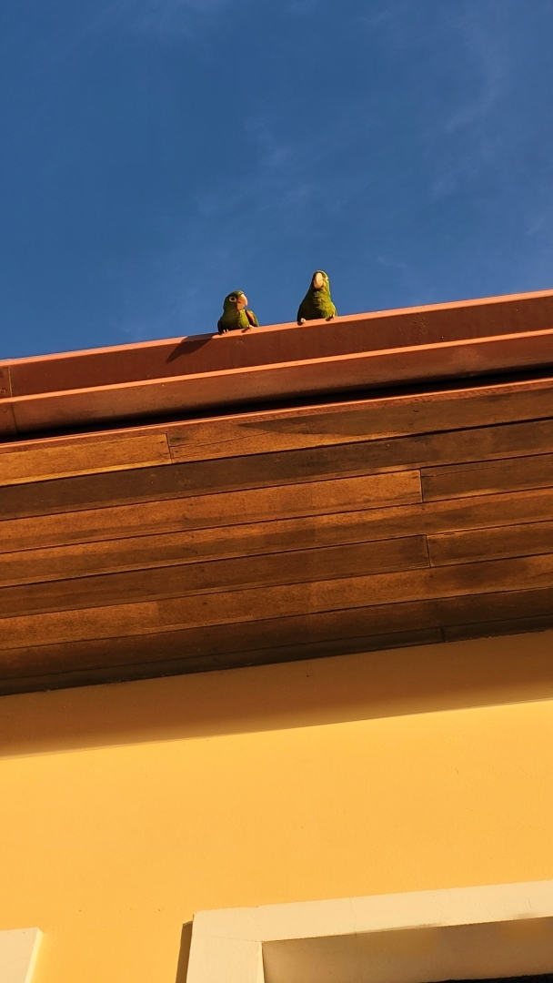 duas maritacas na valha do telhado