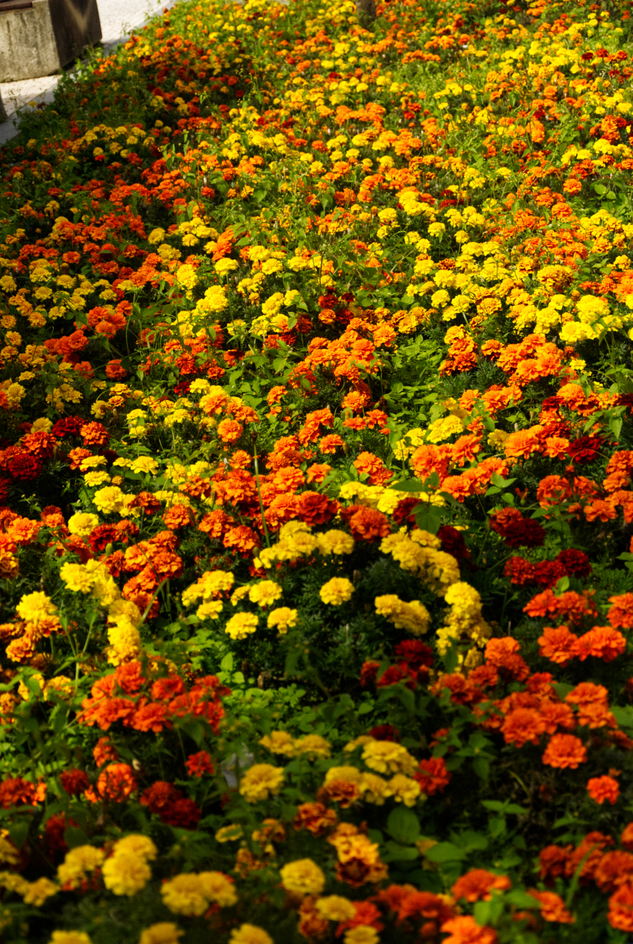 a large patch of marigolds. portrait orientation.
there are clumps of yellows and oranges, like colorful clouds in a sky of green leaves.
if you have allergies, looking at them makes your nose tickle.