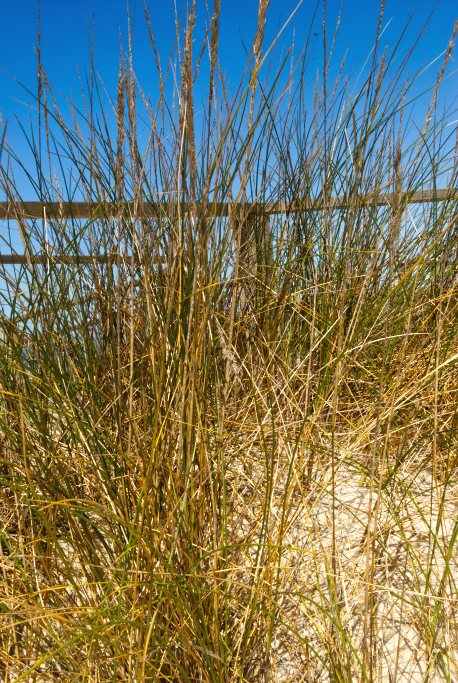 foreground is a tangle of golden-green tall grasses.
sand from the dune can be seen through the grass
behind the grass in the upper third of the picture a wooden railing of a wooden walkway can be seen.
the railing stretches across the view.  a corner post, in the middle disappears into the sand.
at the top, an azure sky shines behind the tops of the grass
