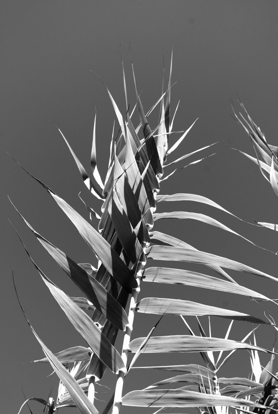 black and white photo of a long grass stem.
it is shot from below and the leaves are against a clear sky