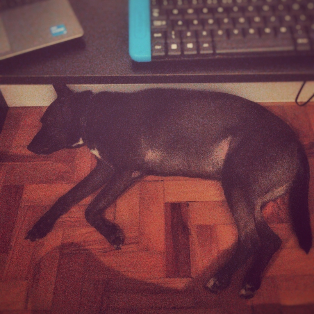 um cão dorme sob uma escrivaninha, em chão de taco. a foto apresenta efeitos de filtros gerados no Snapseed.