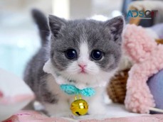 Cats & Kittens for Sale Australia | Find Cats Near Me