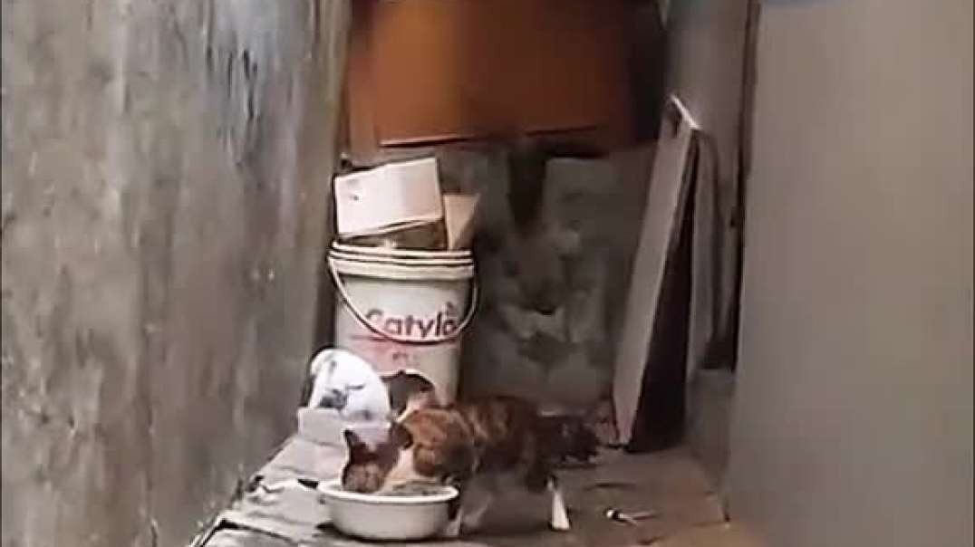Greedy Cat Doesn't Want To Share His Food