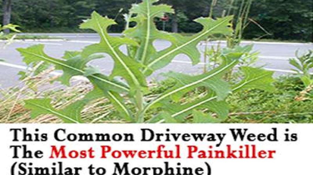 This Common Driveway Weed is The Most Powerful Painkiller (Similar to Morphine)
