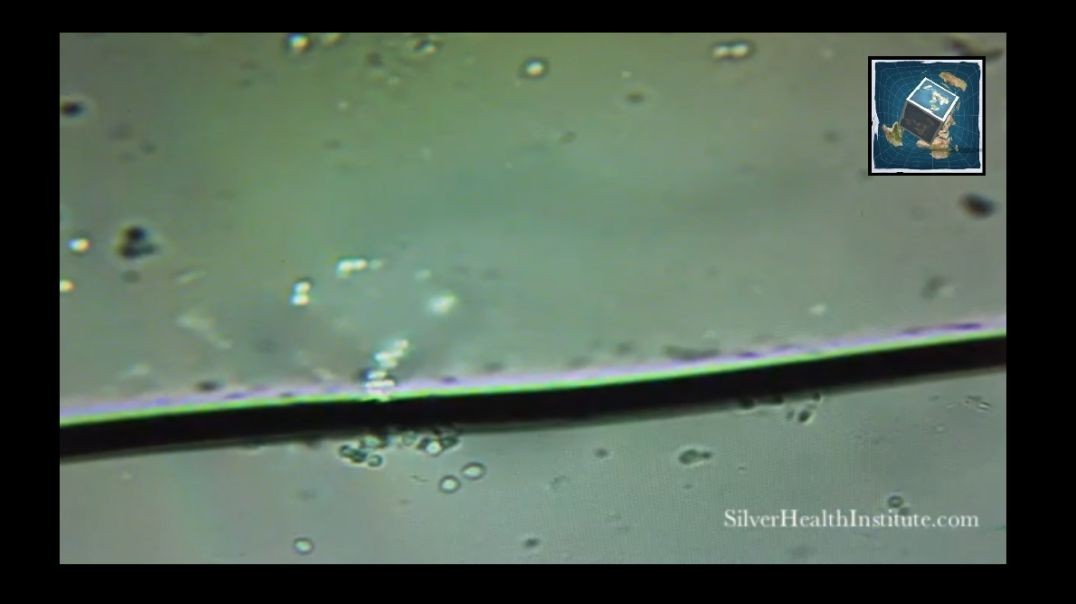 Microscope View of Silver Killing Bacteria