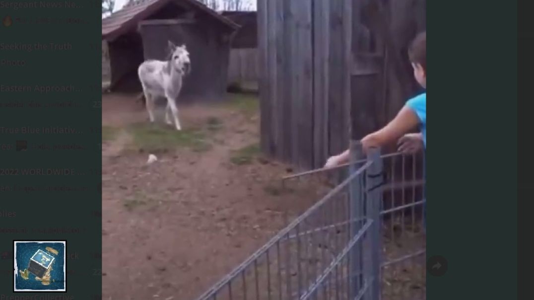 Donkey reunites with the girl who raised him..