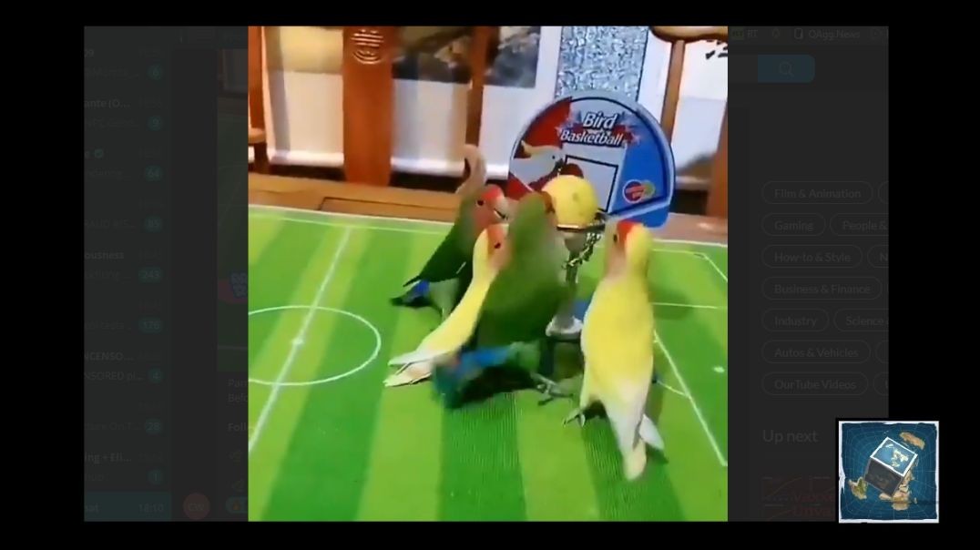 Parrots Play Basketball