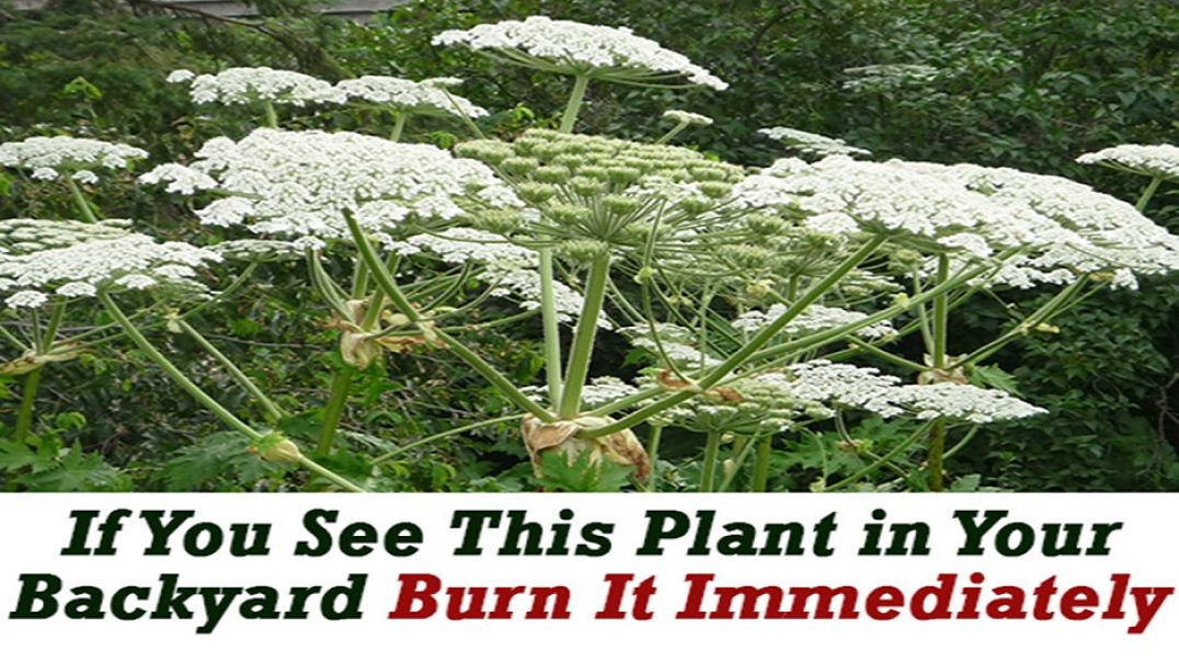 If You See This Plant in Your Backyard Burn It Immediately!