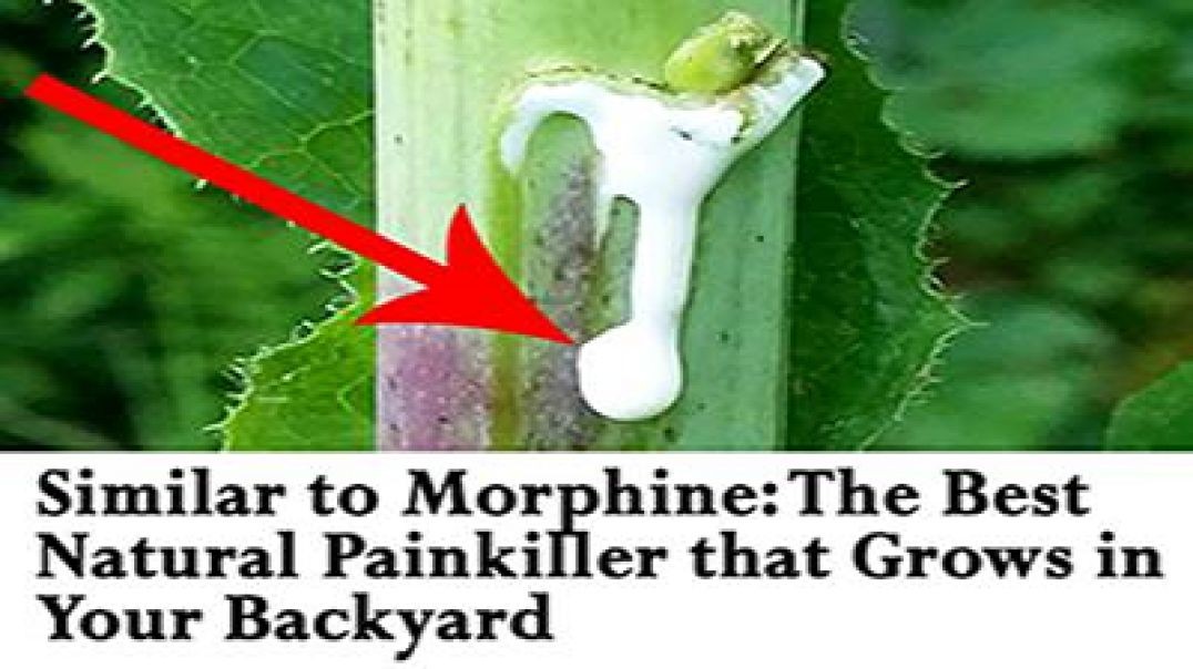This Common Backyard Weed is The Most Powerful Painkiller (Similar to Morphine)