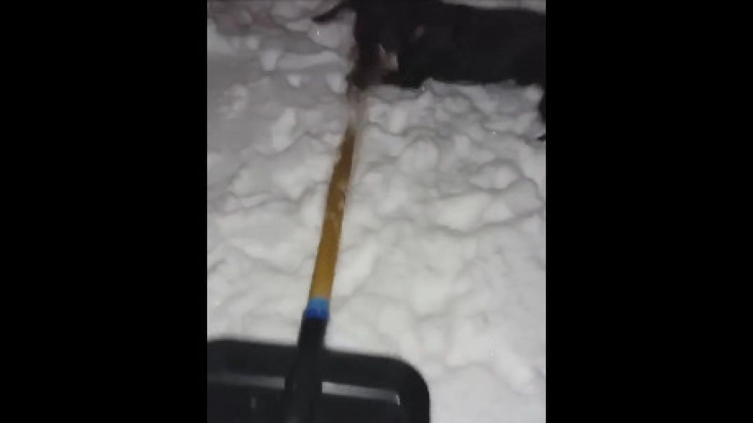 Sausage snow chores