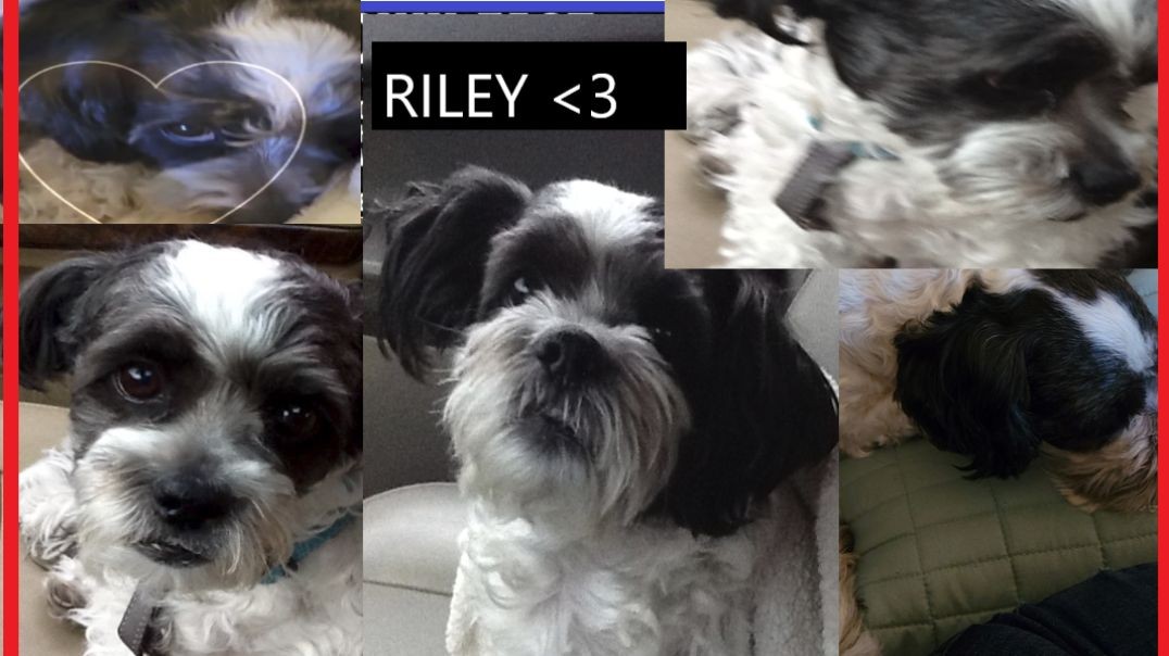 Riley The loving little shit =)