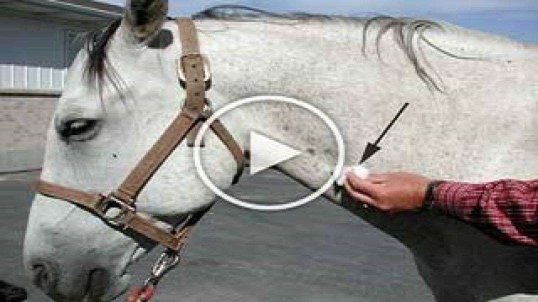 This powerful horse liquid ERASES nerve pain