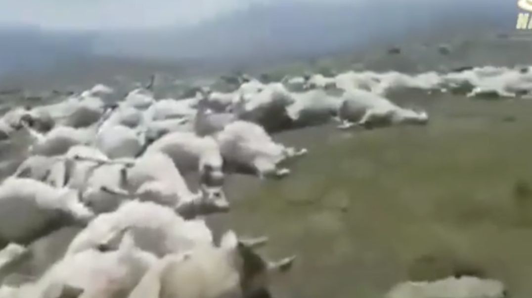 Sheep found dead now