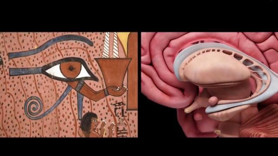 ⁣THE BIGGEST COVER-UP IN HUMAN HISTORY [Third Eye Pineal Gland]