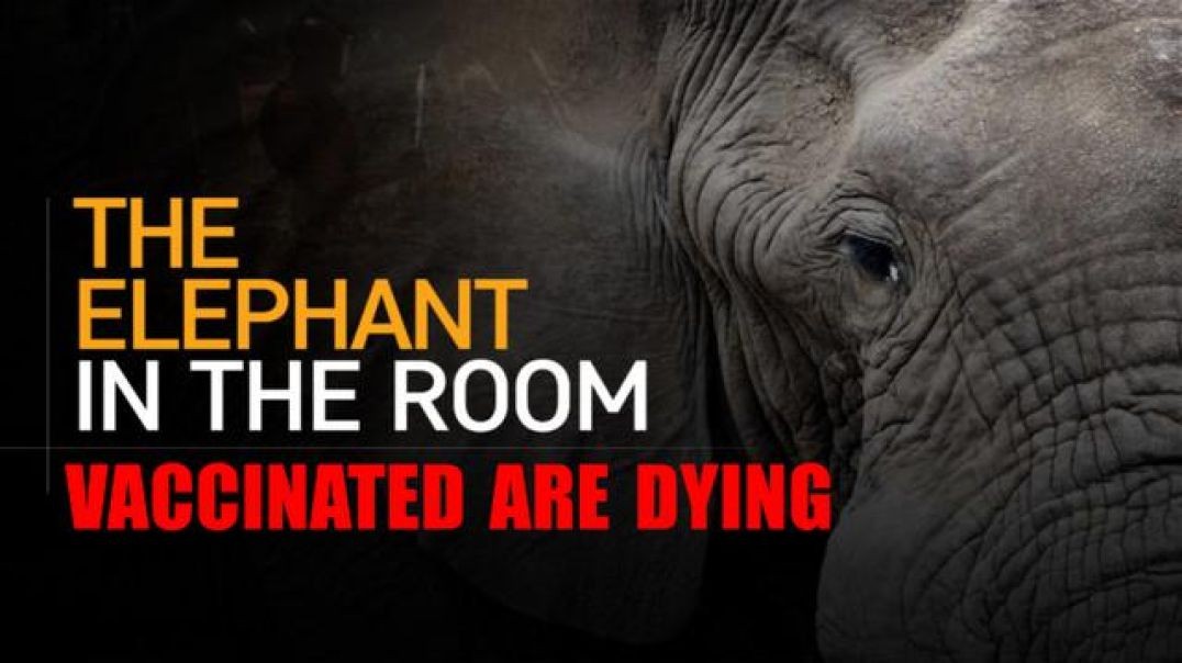 THE ELEPHANT IN THE ROOM - VACCINATED ARE DYING