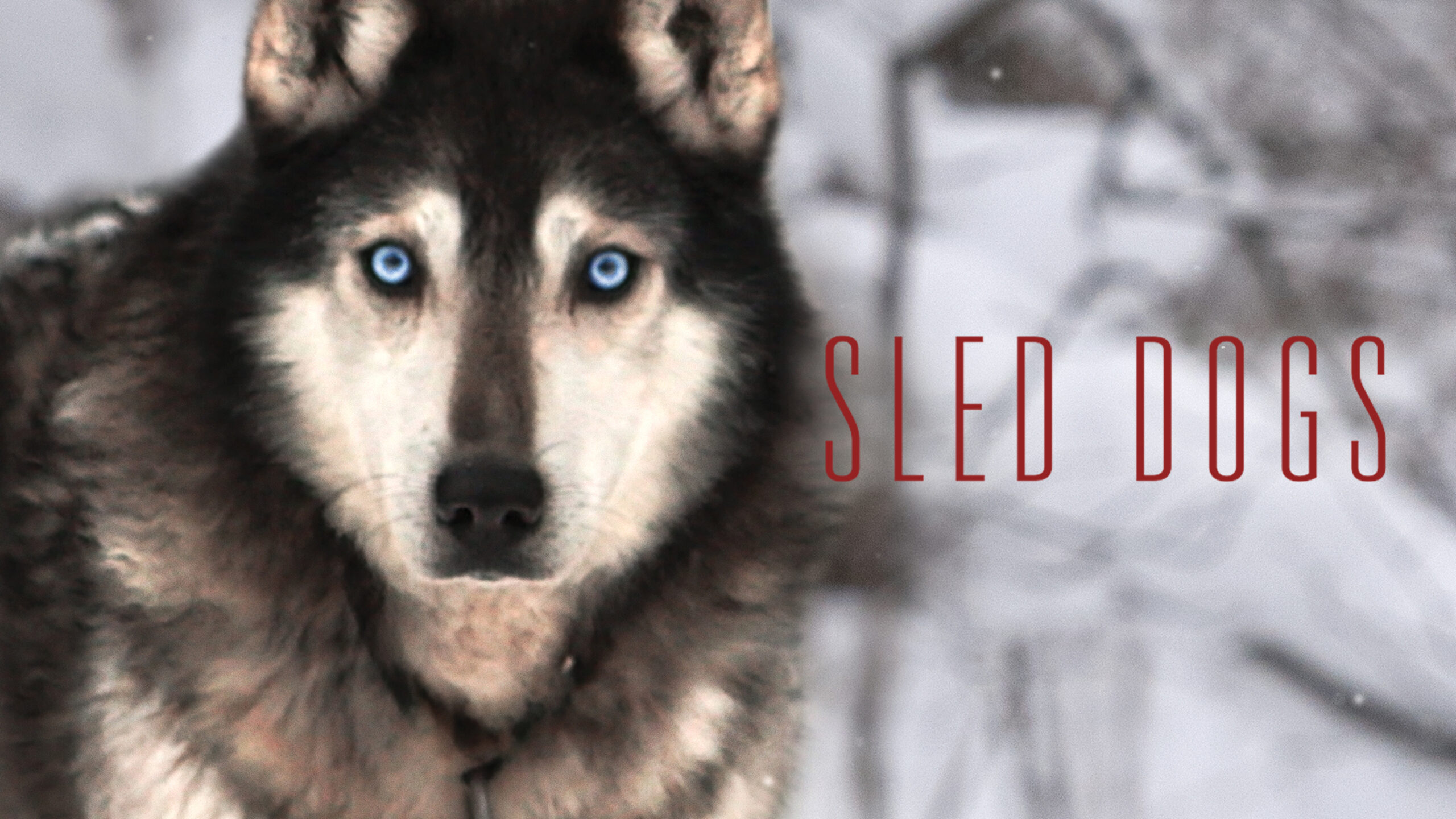Sled Dogs: Feature Documentary Online