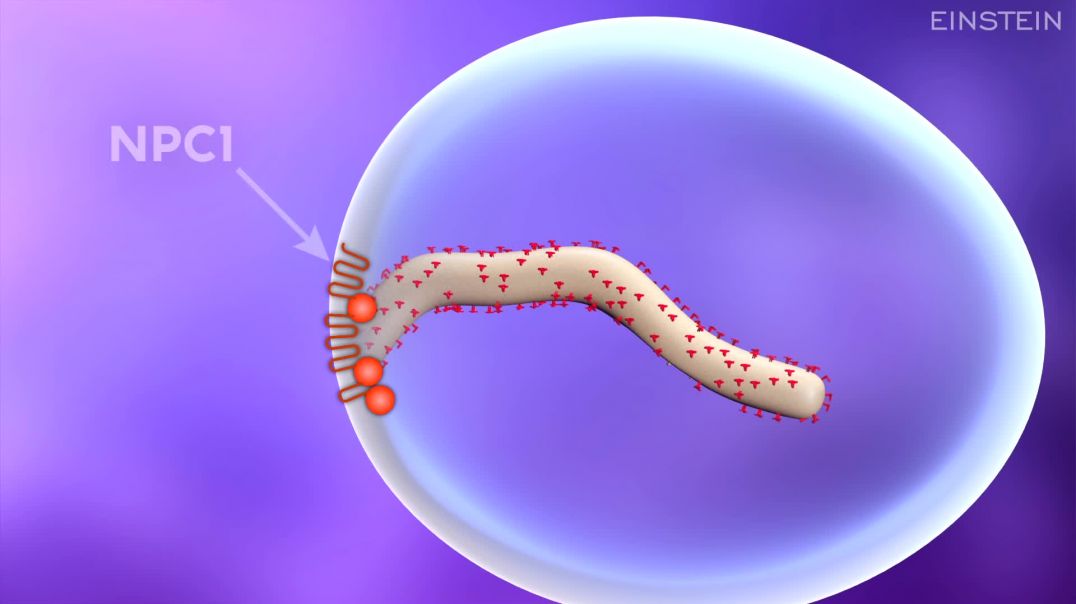 How Ebola Virus Infects a Cell