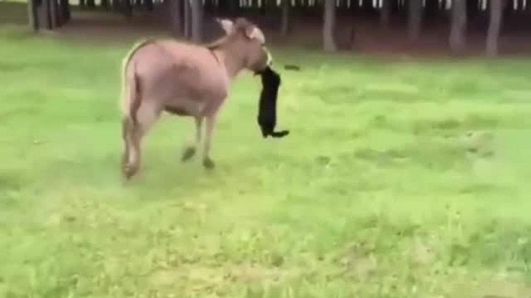 ⁣Cat Versus Donkey