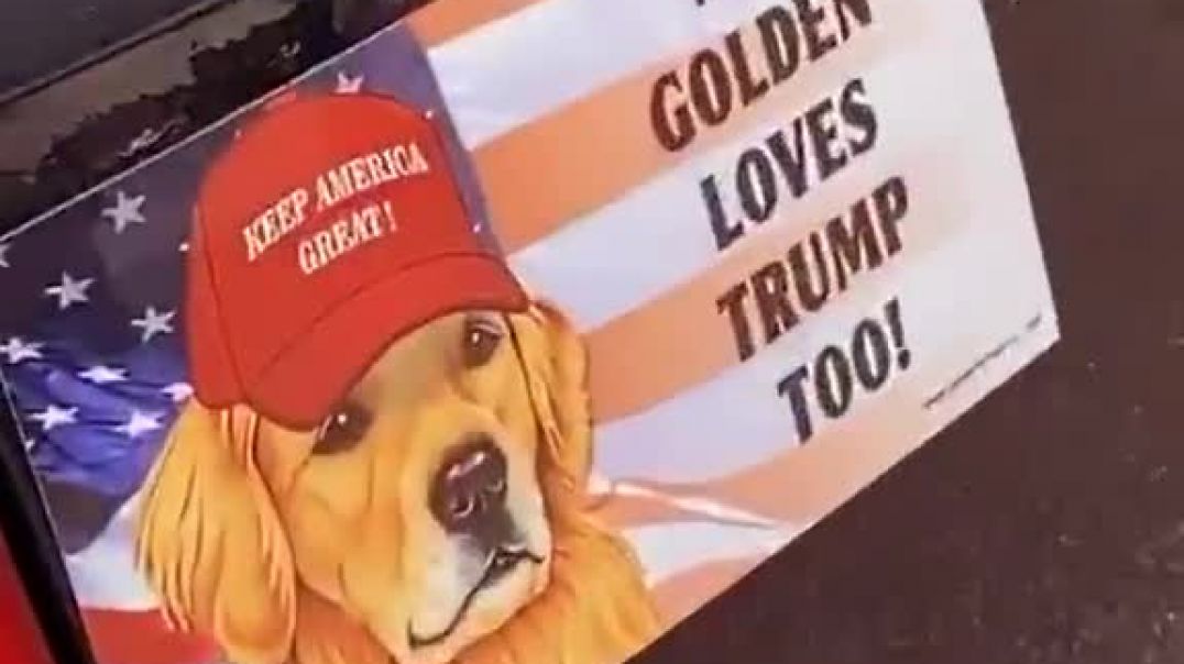 ⁣Golden Retriever Loves Trump Too