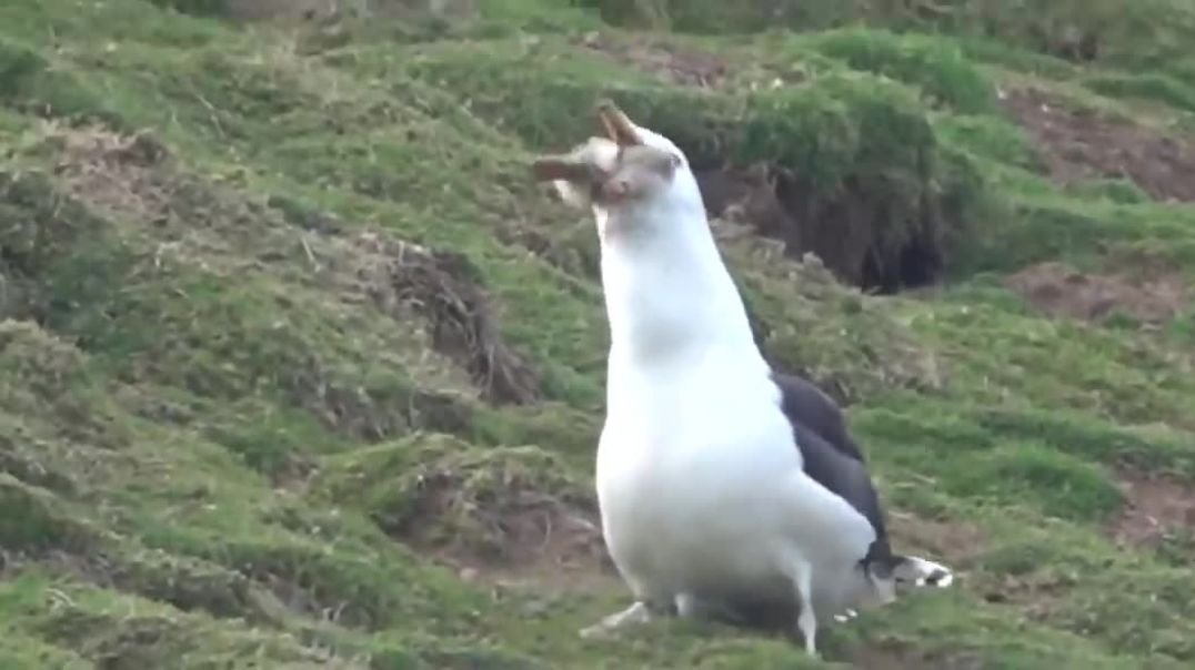Seagull Swallows a Whole Rabbit on Welsh Island