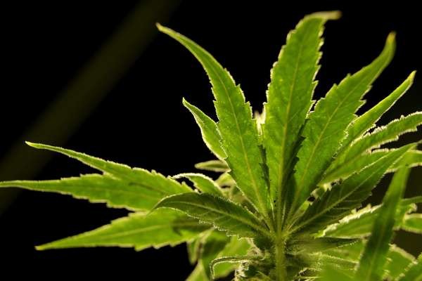 Virginia joins 15 other states in legalizing marijuana