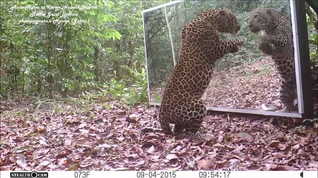 ⁣Elephants family VS a Leopard refusing to share his Mirror in the Jungle (Gabon, Equatorial Africa)