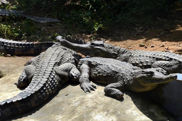 Indian Government Bans Import of Exotic Animal and Reptile Skins