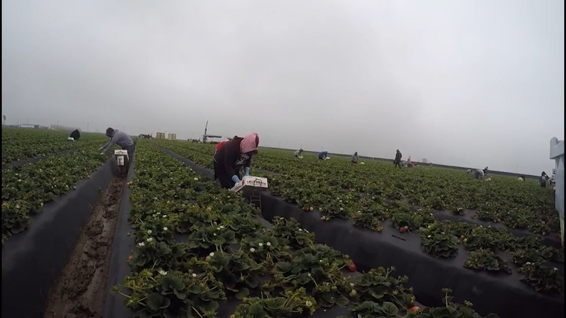 Farm workers – “essential” but living in fear