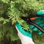 Penningtons Tree Service-Columbus, Ohio Profile Picture