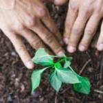 Plant Memorial Tree Profile Picture