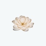 Lotus at Queensway Medical Profile Picture