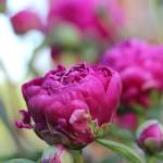 Mark Tven Profile Picture