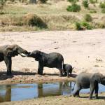 VIVA AFRICA TOURS Profile Picture