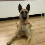 safe dog boarding san diego Profile Picture