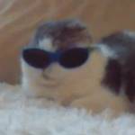 Lumos SEO Profile Picture