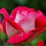 Esha Chanda Profile Picture