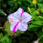 Buy Verified Payoneer Account Profile Picture