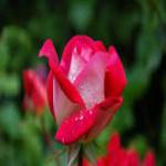 Esha Chanda Profile Picture